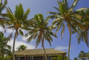 palmtrees