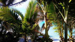 beachfront holiday house rarotonga