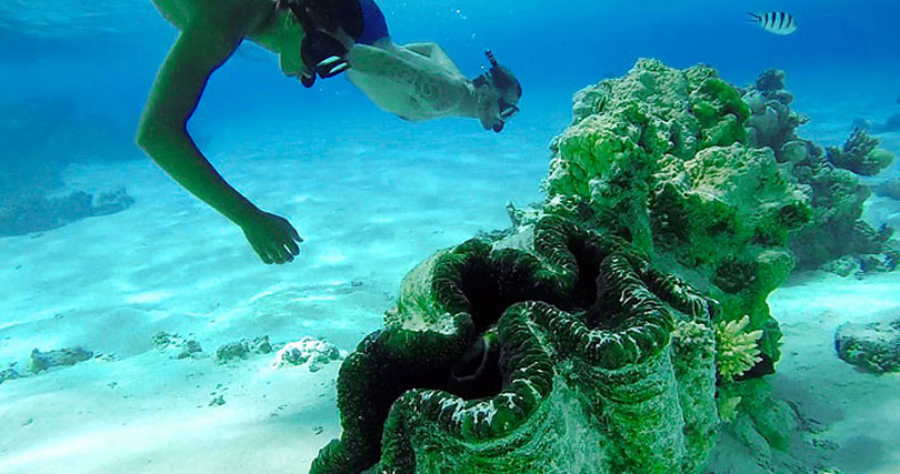 giant_clams